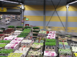 SX23971 Bloemenveiling Aalsmeer FloraHolland Flower Auction.jpg